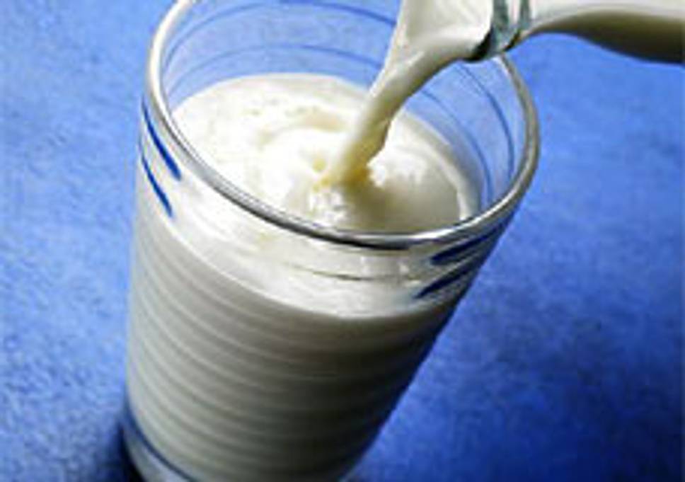 Sữa gián sẽ là loại đồ uống giàu dinh dưỡng và thân thiện với môi trường trong tương lai
