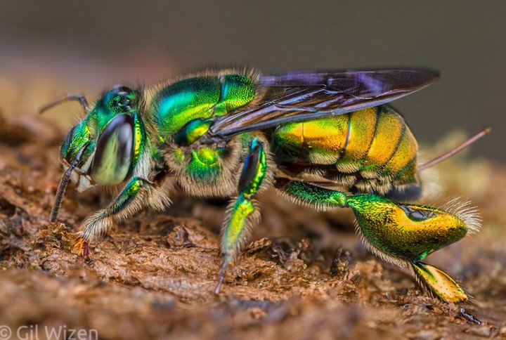 Ong phong lan: Viên ngọc sống lung linh và nhiều màu sắc của thế giới côn trùng