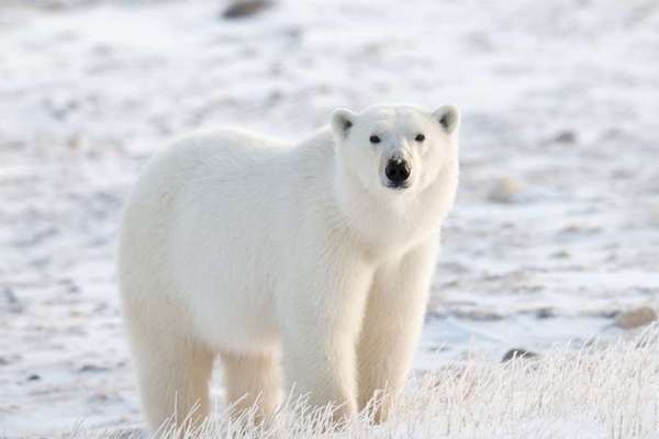 Biến đổi khí hậu buộc gấu Bắc Cực phải di cư, tràn cả vào nơi con người  sinh sống - VnReview - Tin nóng