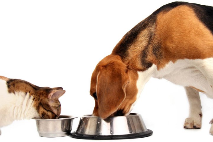 Bạn có thể cho chó ăn thức ăn của mèo hay không? - VnReview - Tin nóng