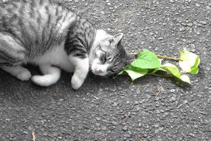 Mèo thích catnip bởi loại cây này bảo vệ chúng khỏi bị muỗi đốt – VnReview